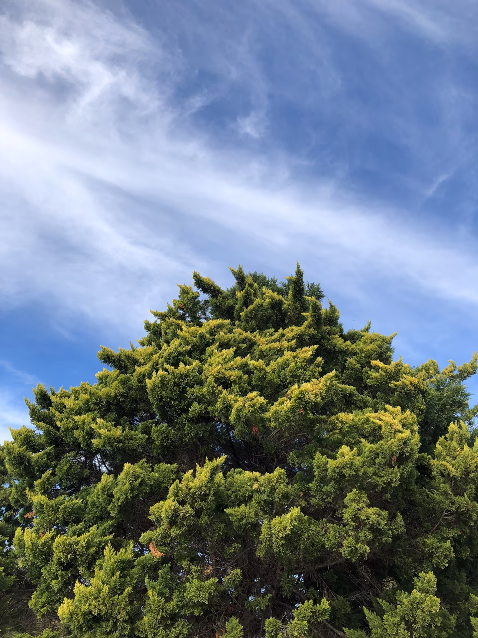 Tree and Sky (Compressed)